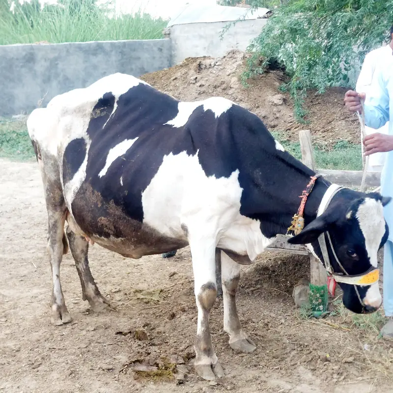 Pure Friesian Cow with 20 Litter Milking Capacity — photo 4