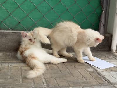 persian kitten pair (age 3 months)