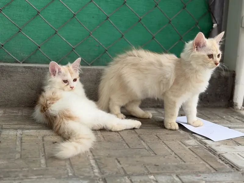 persian kitten pair (age 3 months) — photo 2