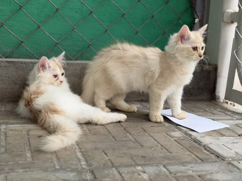 persian kitten pair (age 3 months) — photo 3