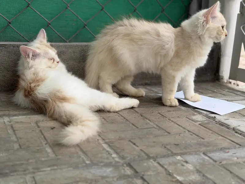 persian kitten pair (age 3 months) — photo 4