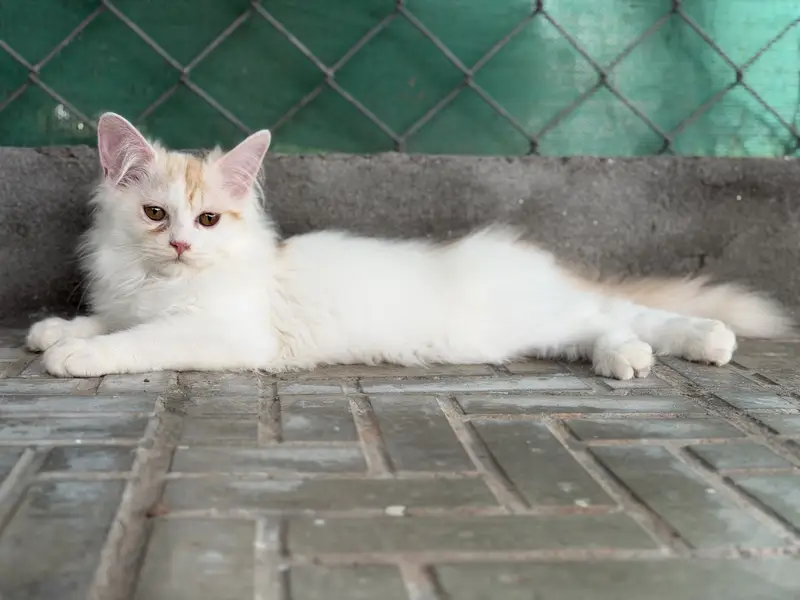 persian kitten pair (age 3 months) — photo 5