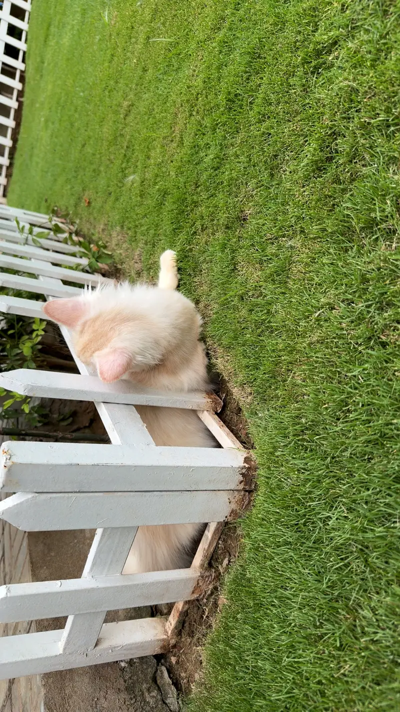 persian kitten pair (age 3 months) — photo 6