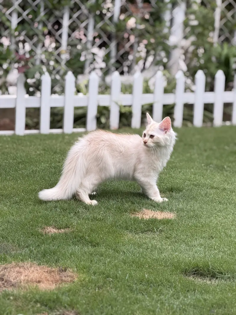 persian kitten pair (age 3 months) — photo 7