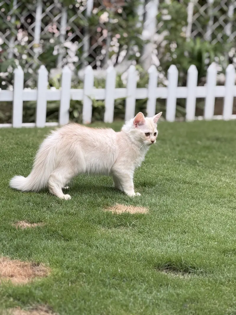persian kitten pair (age 3 months) — photo 8