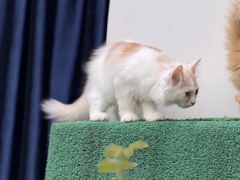 persian kitten pair (age 3 months) — photo 9