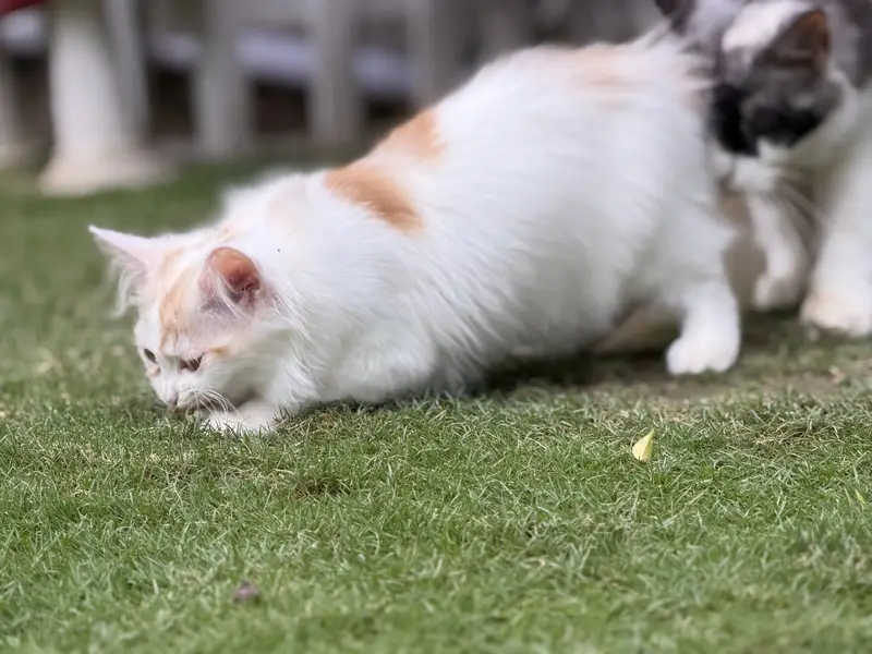 persian kitten pair (age 3 months) — photo 10