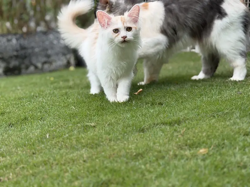 persian kitten pair (age 3 months) — photo 11