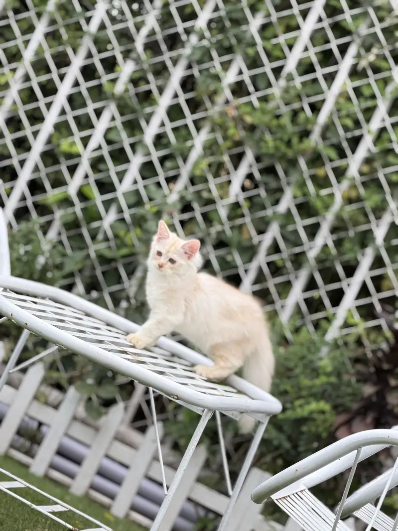 persian kitten pair (age 3 months) — photo 12