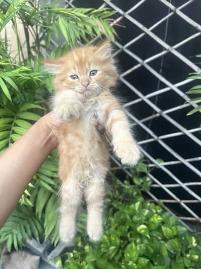 Persian kitten/tripple coat/litter trained