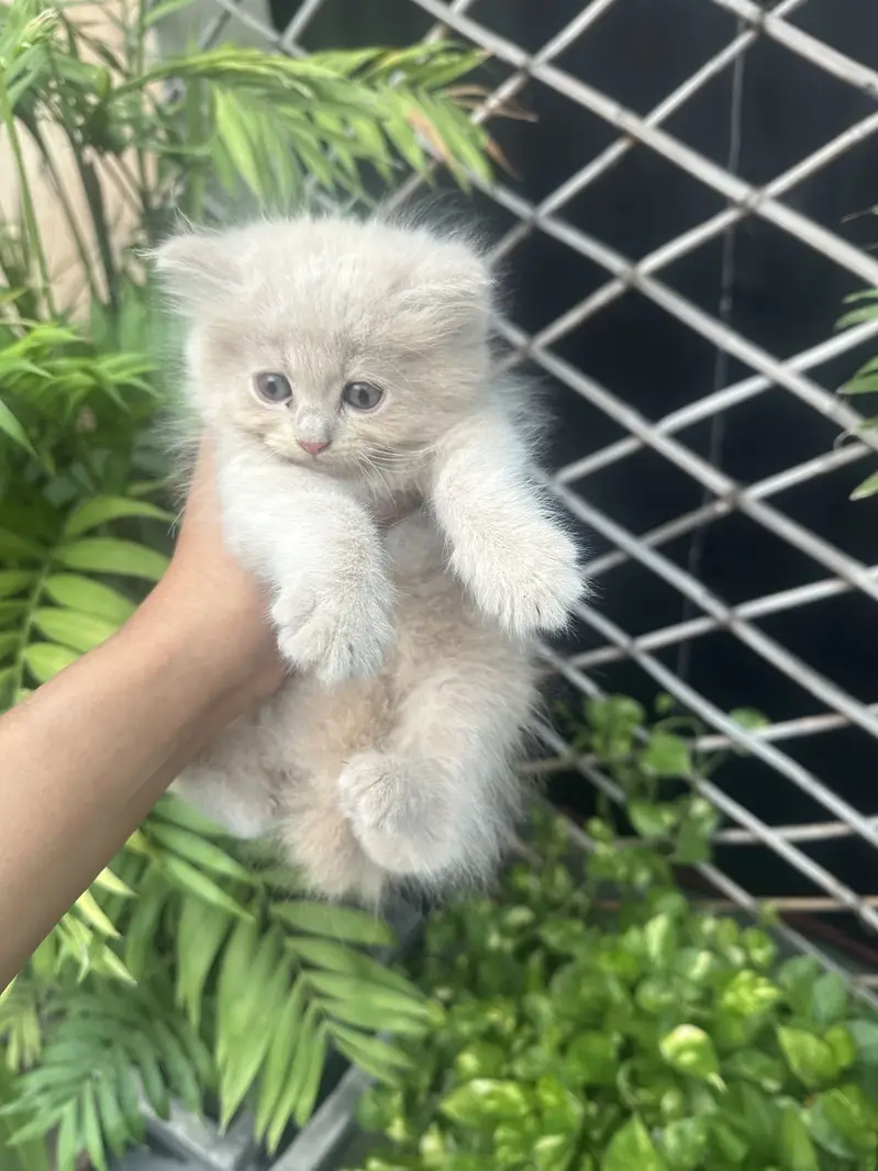Persian kitten/tripple coat/litter trained — photo 2