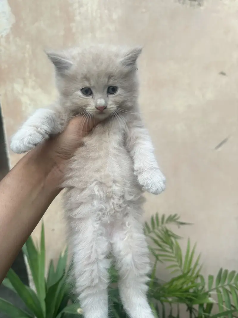 Persian kitten/tripple coat/litter trained — photo 3