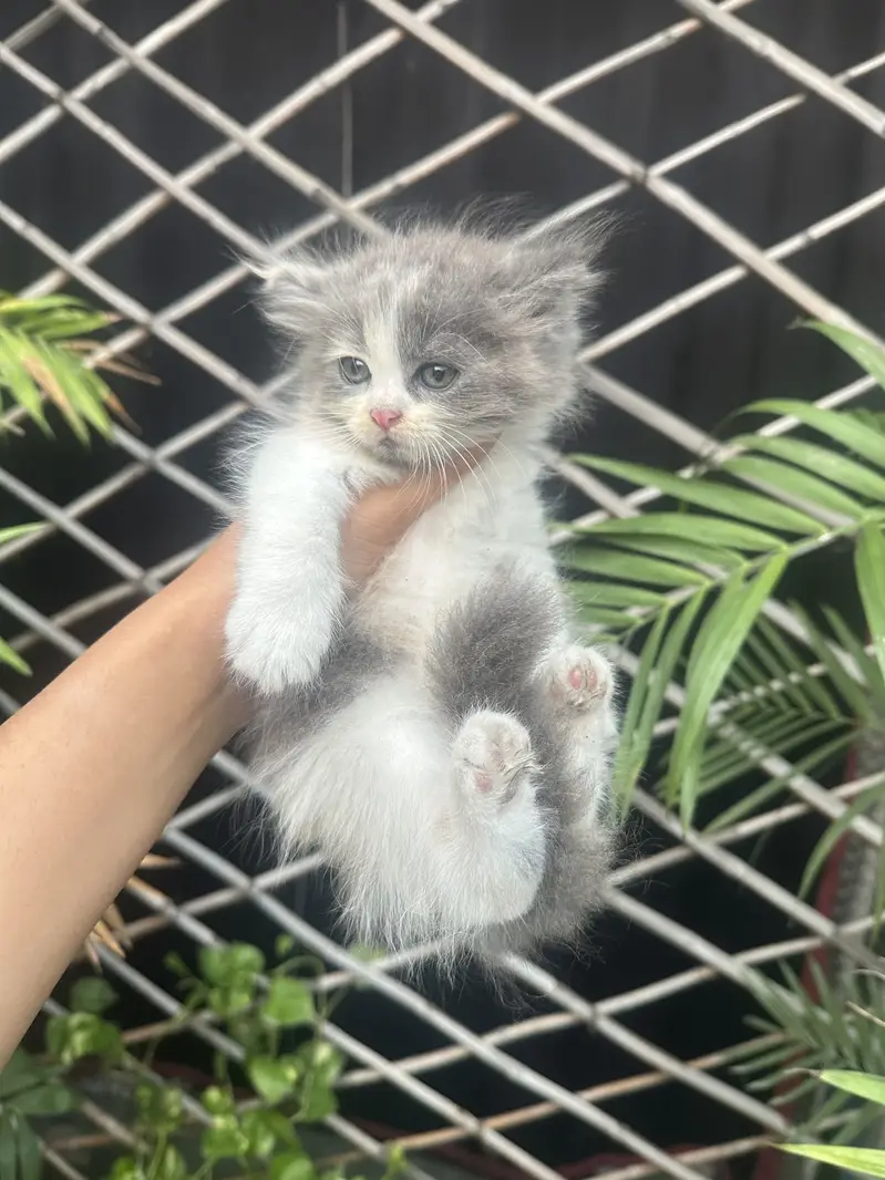 Persian kitten/tripple coat/litter trained — photo 4