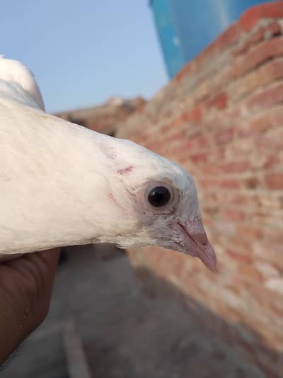female pigeon asel bast