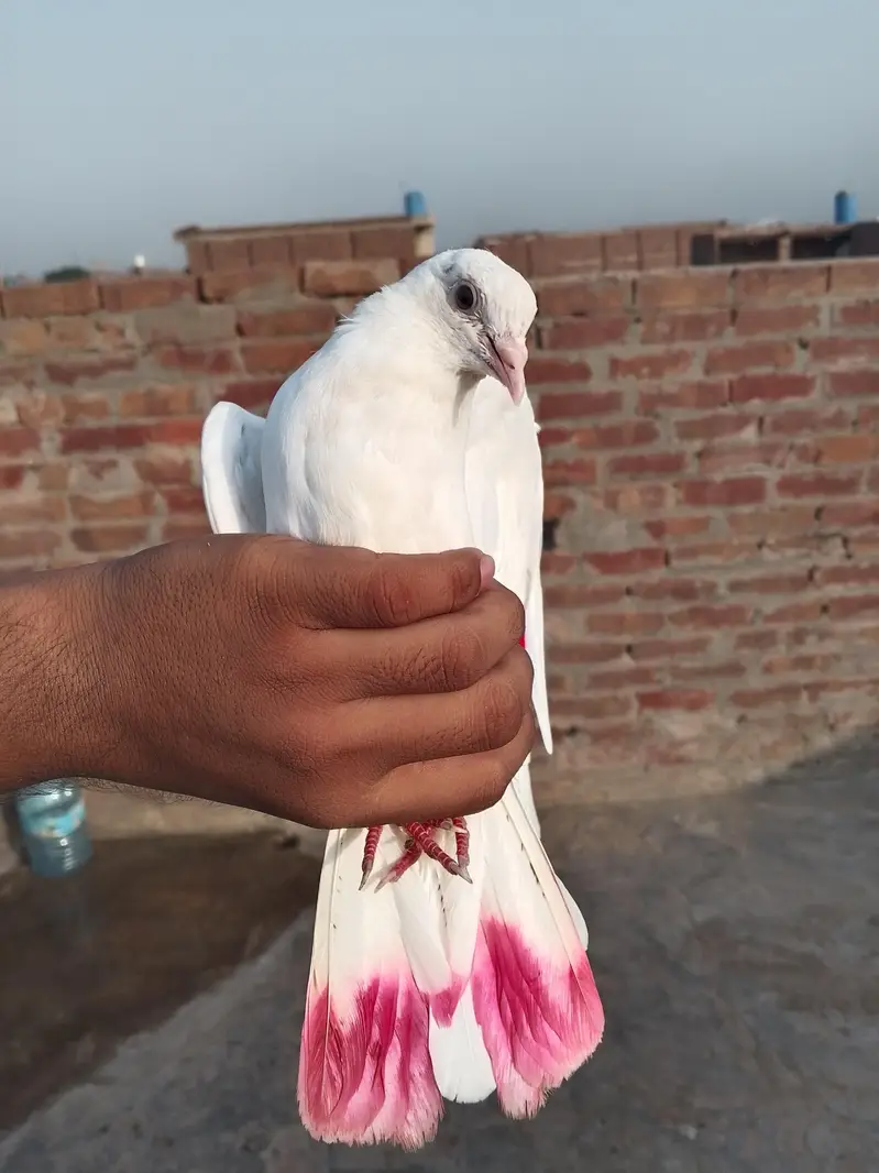 female pigeon asel bast — photo 3