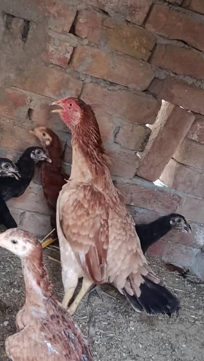 Aseel Mianwali Murgi for sale