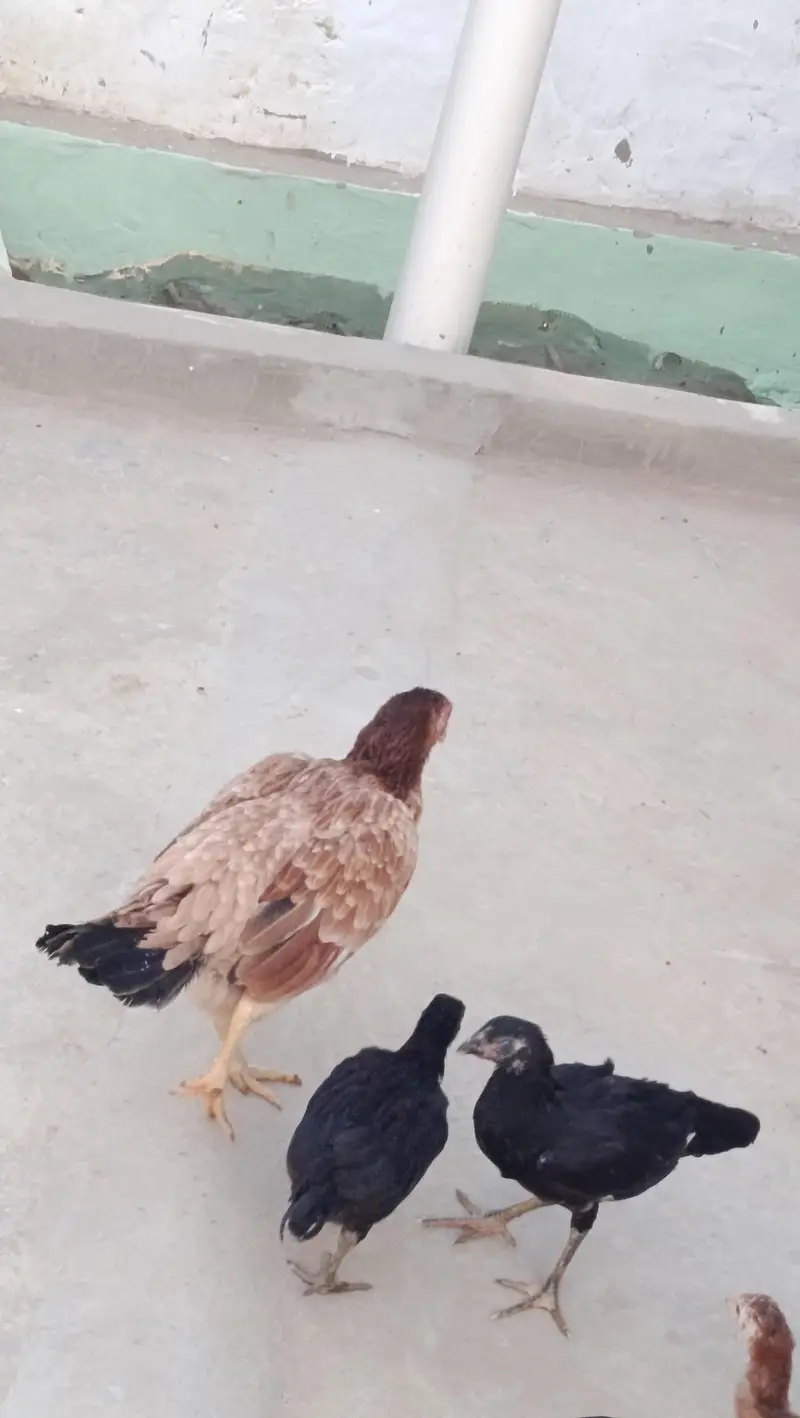 Aseel Mianwali Murgi for sale — photo 2