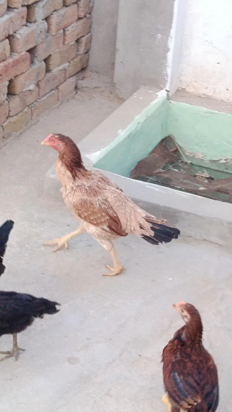 Aseel Mianwali Murgi for sale — photo 3