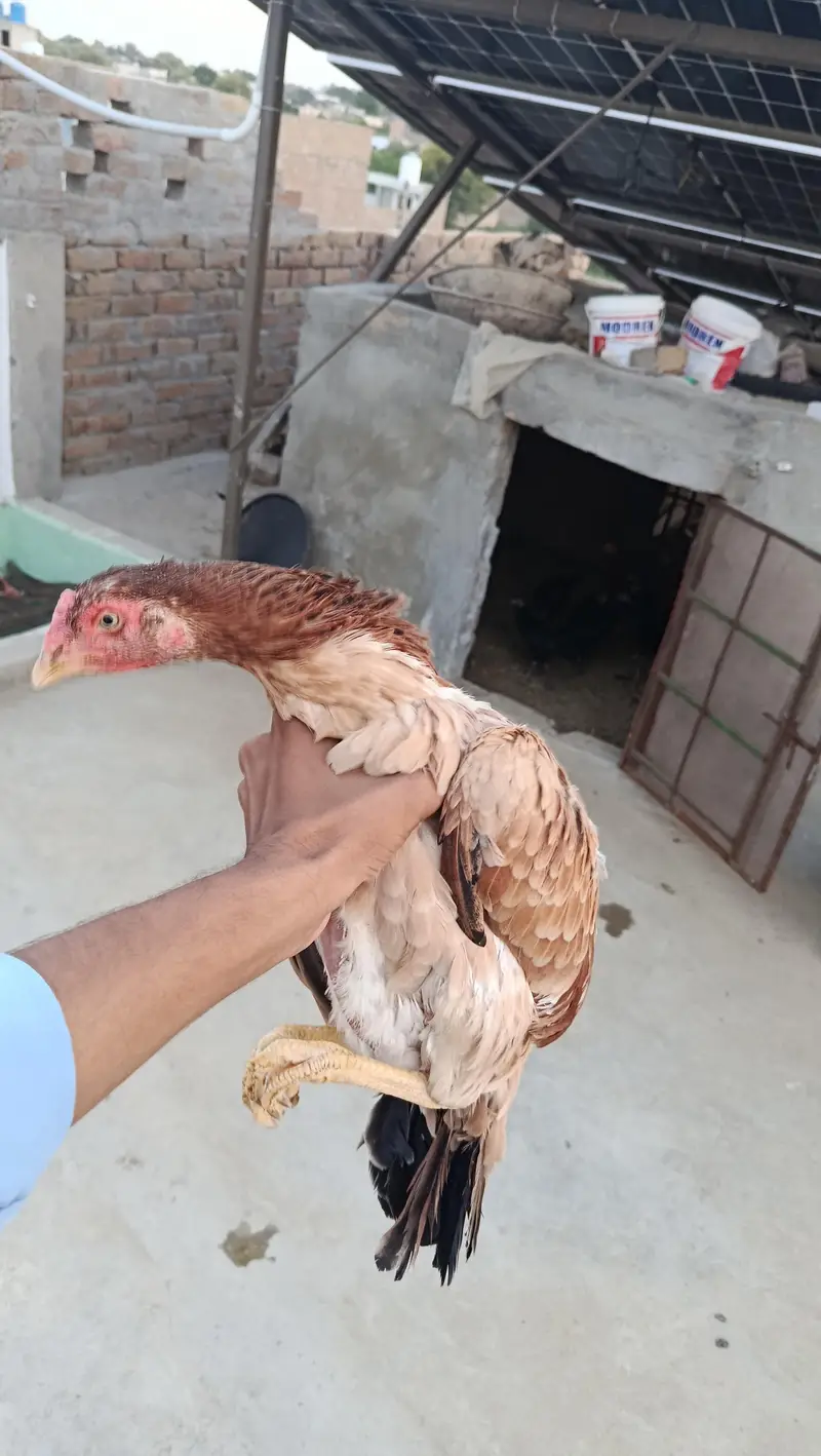 Aseel Mianwali Murgi for sale — photo 4