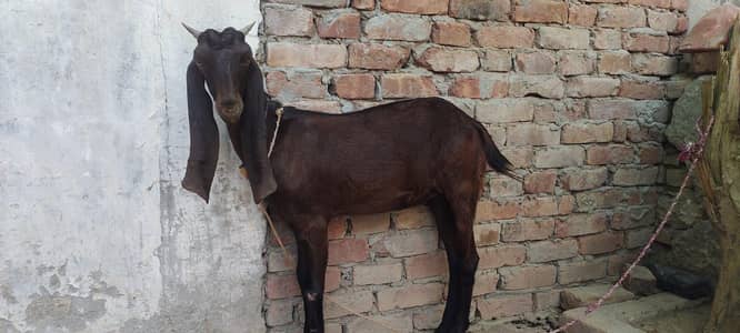 kamori Bakri fresh do dant