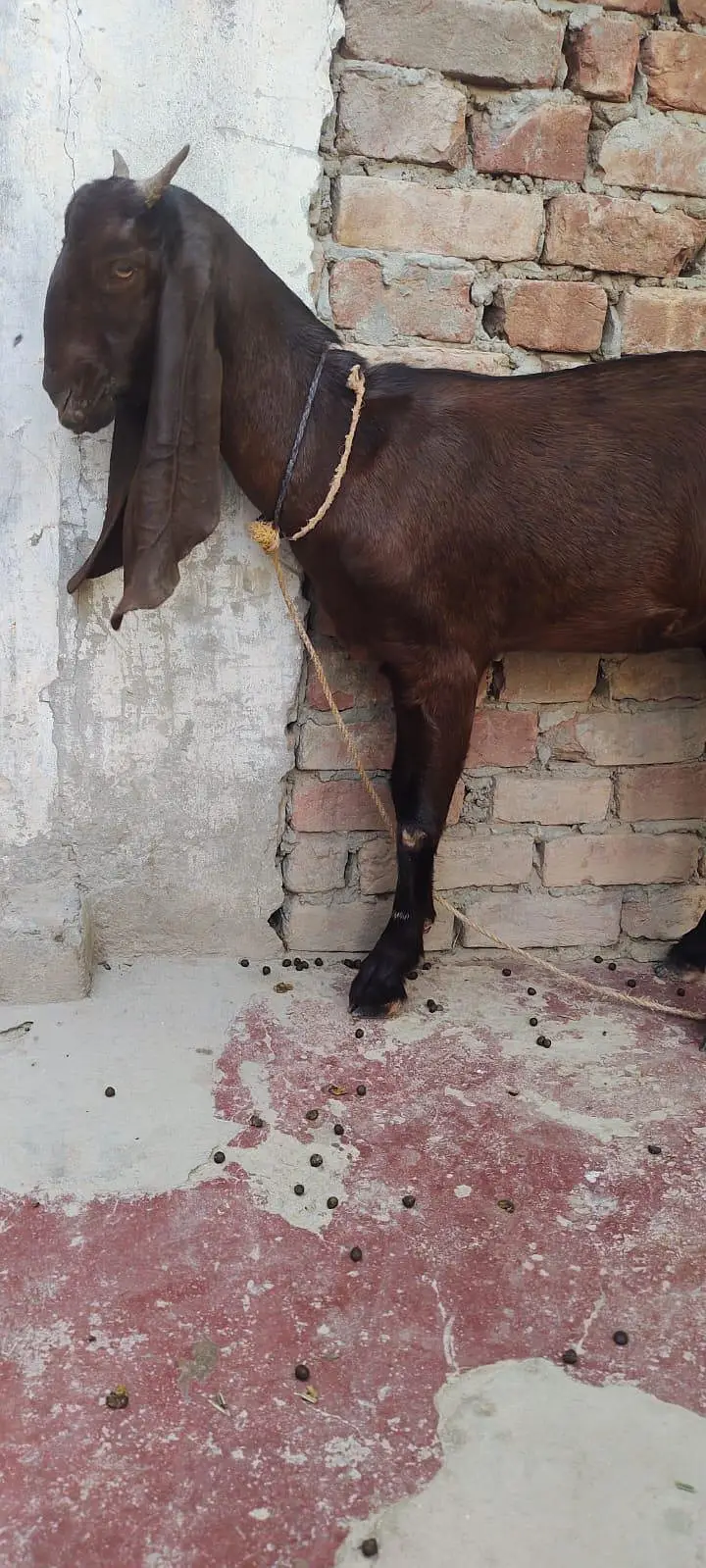 kamori Bakri fresh do dant — photo 2