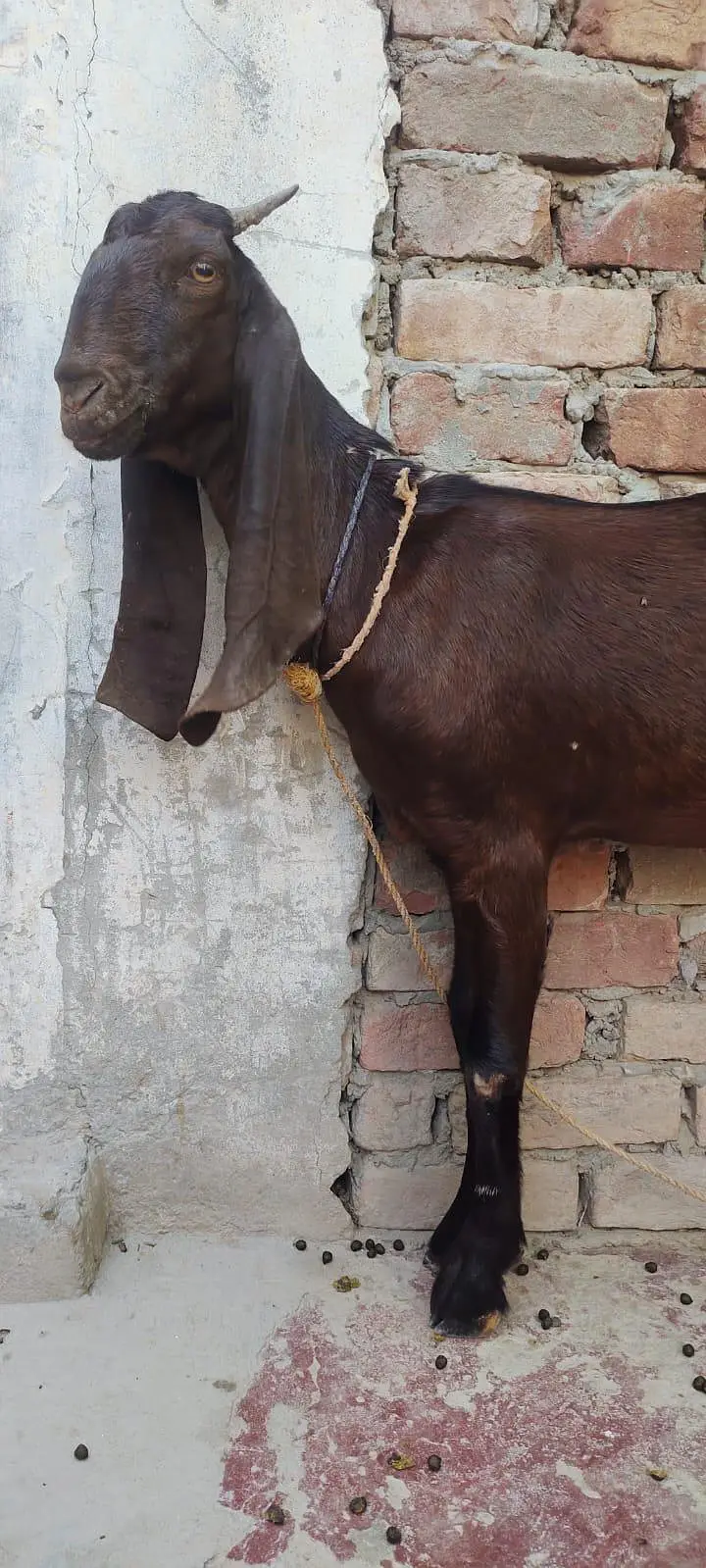 kamori Bakri fresh do dant — photo 3