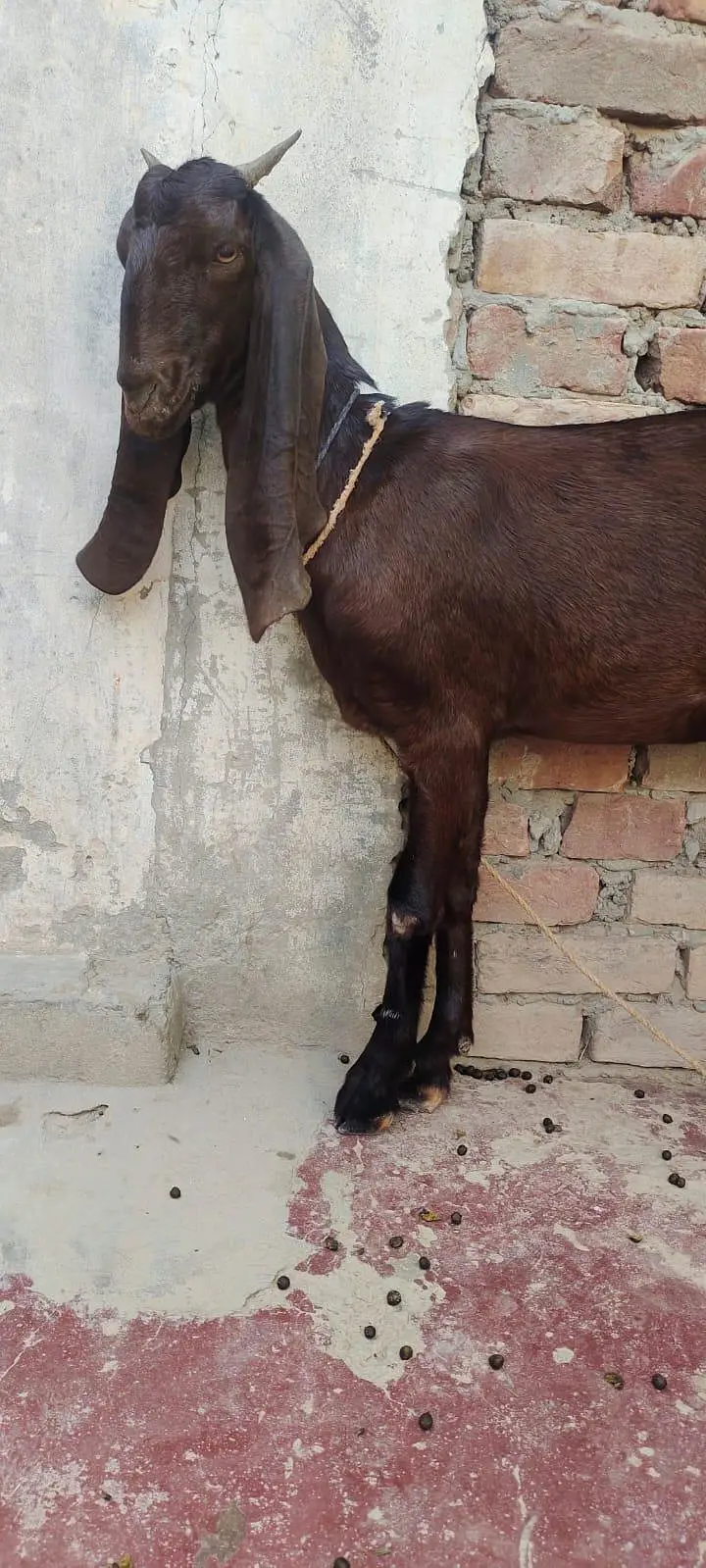 kamori Bakri fresh do dant — photo 4