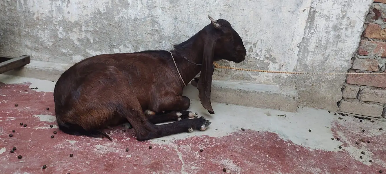 kamori Bakri fresh do dant — photo 5