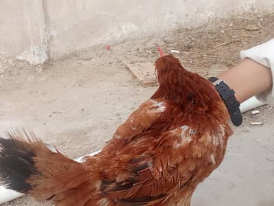 Desi murgi contact 03352555461