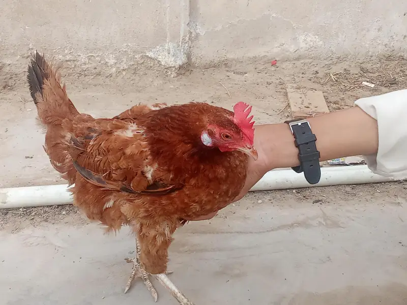 Desi murgi contact 03352555461 — photo 2