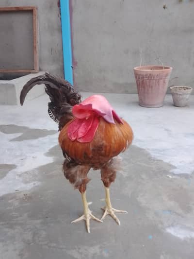 Daisy murga Available ha Only serious person