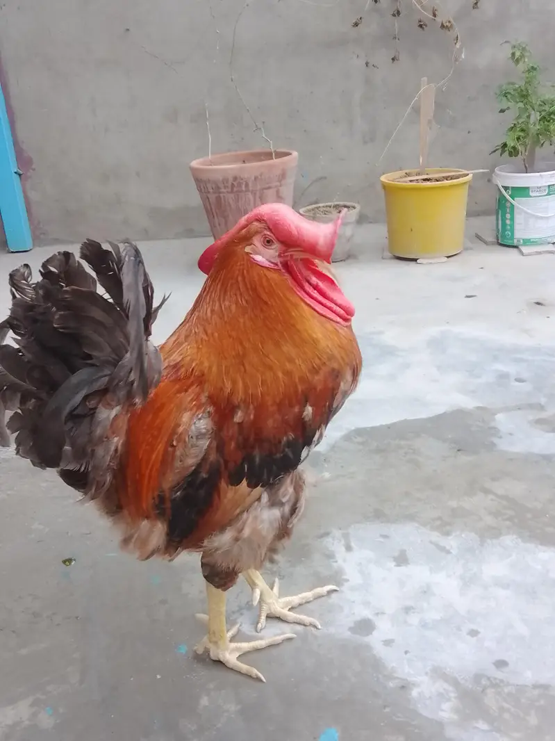 Daisy murga Available ha Only serious person — photo 2