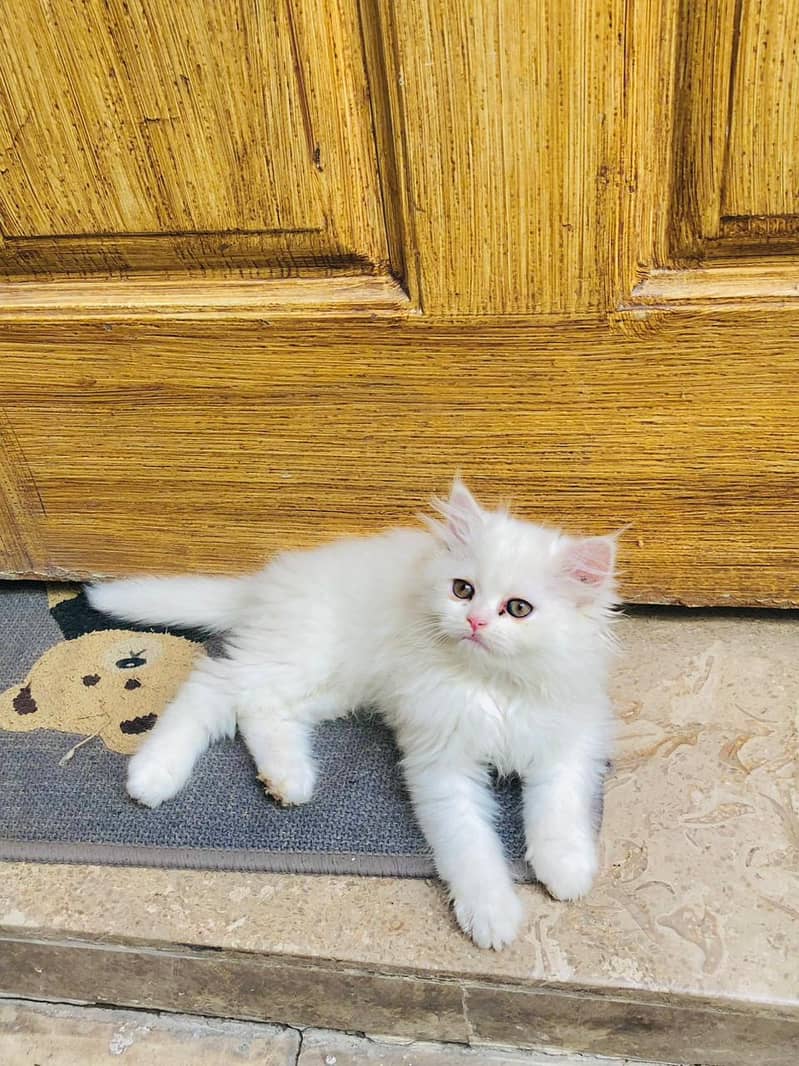 Kittoooos & Catooos 1