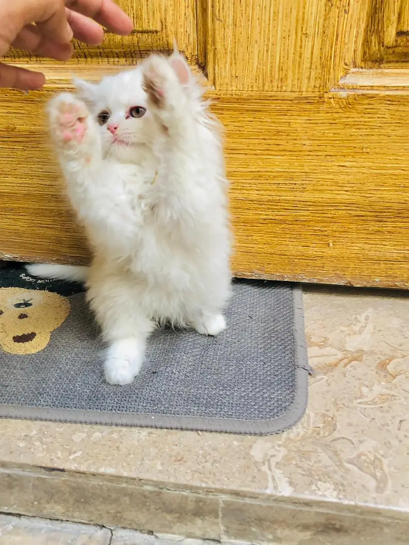 Kittoooos & Catooos — photo 3