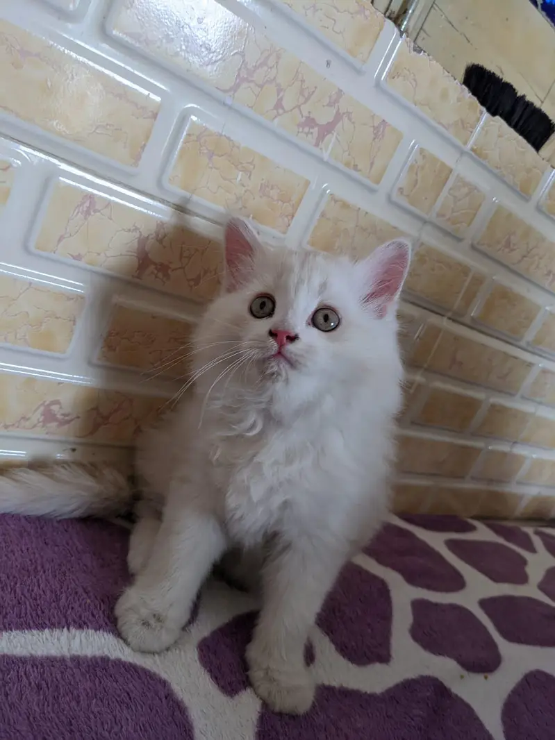 Kittoooos & Catooos — photo 4
