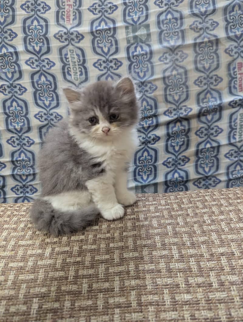 Kittoooos & Catooos 4