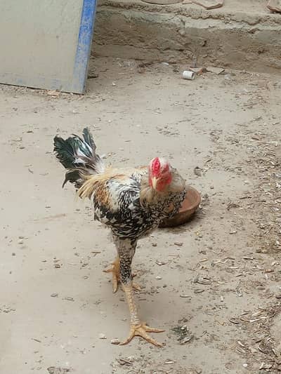 Aseel jawa patha for sale