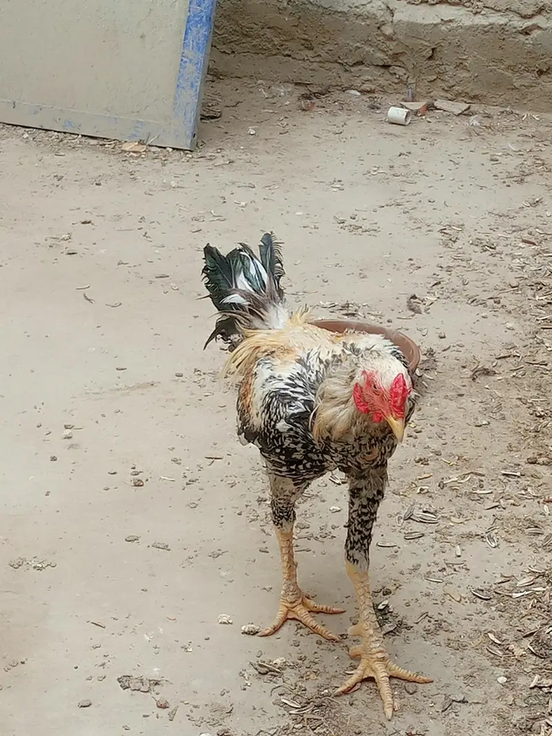 Aseel jawa patha for sale — photo 2