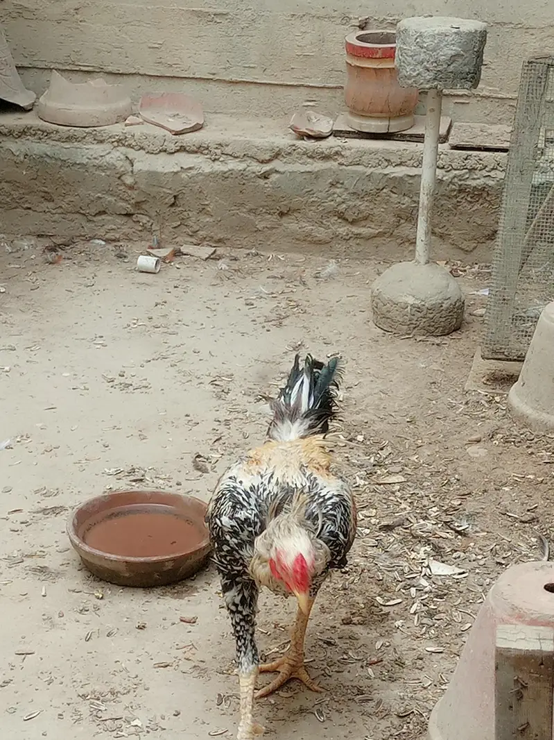 Aseel jawa patha for sale — photo 3