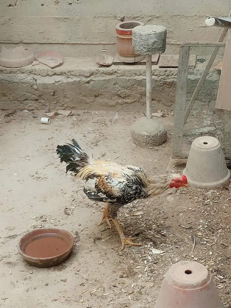 Aseel jawa patha for sale — photo 4