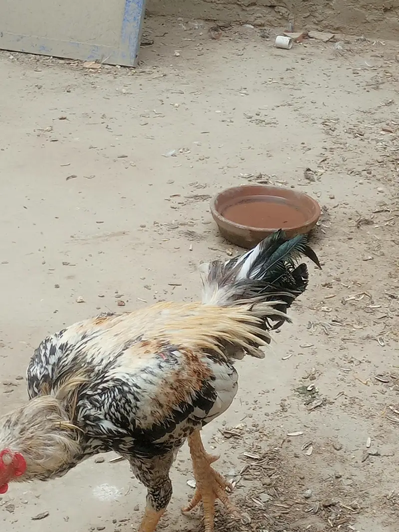 Aseel jawa patha for sale — photo 5