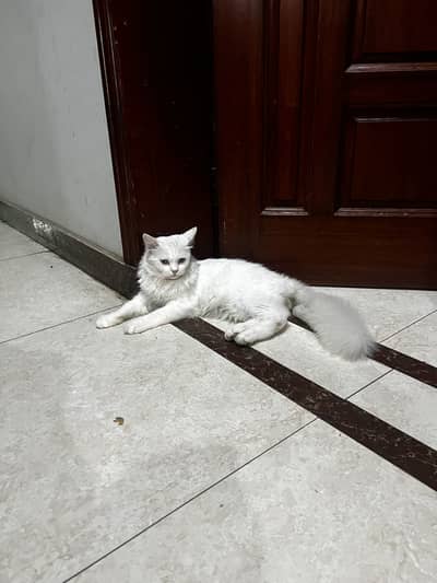2 twin persian kitten & one black and white kitten