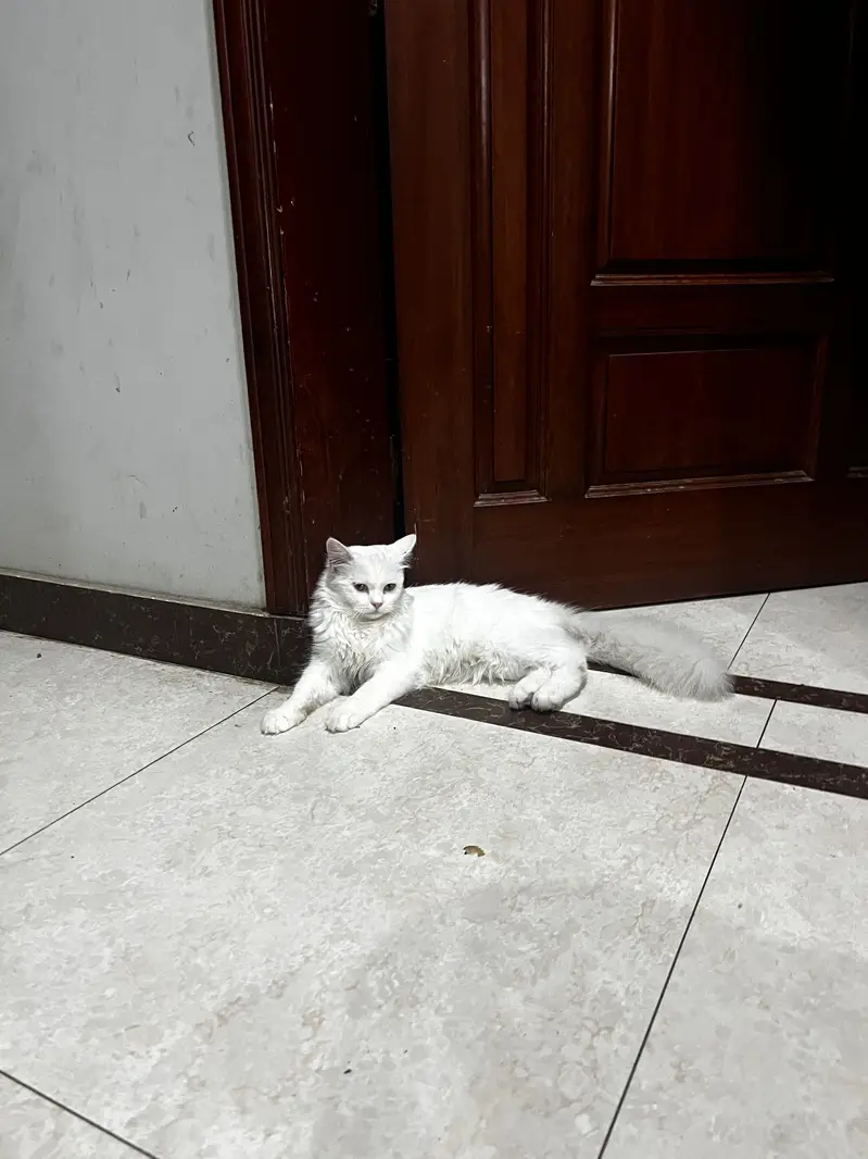 2 twin persian kitten & one black and white kitten — photo 2