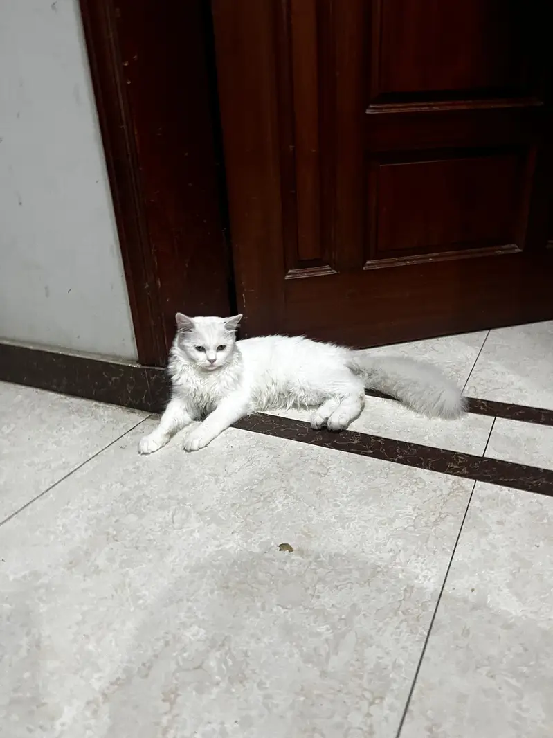 2 twin persian kitten & one black and white kitten — photo 3