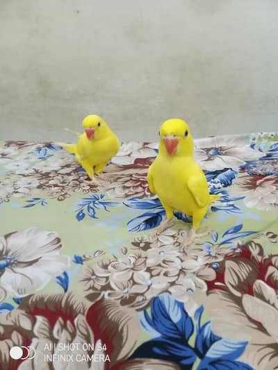 YELLOW RINGNECK PAIR