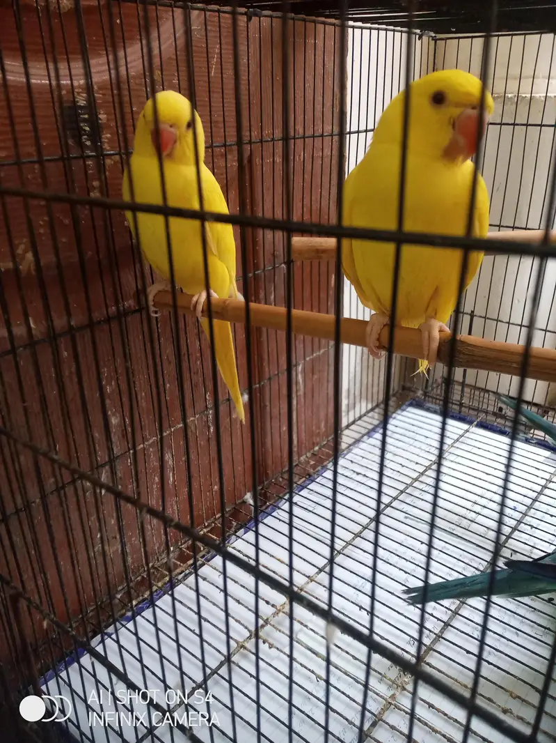 YELLOW RINGNECK PAIR — photo 3