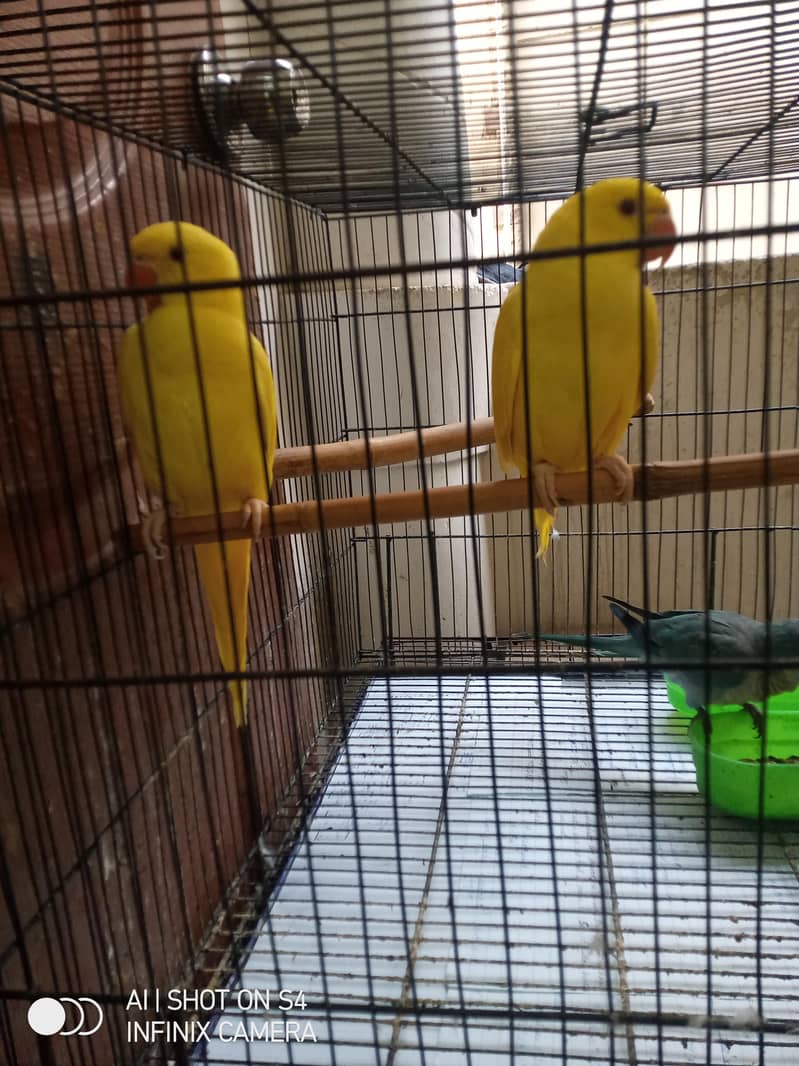YELLOW RINGNECK PAIR 3