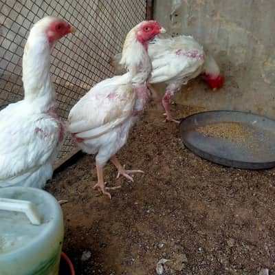 1 Male 2 female Heera
