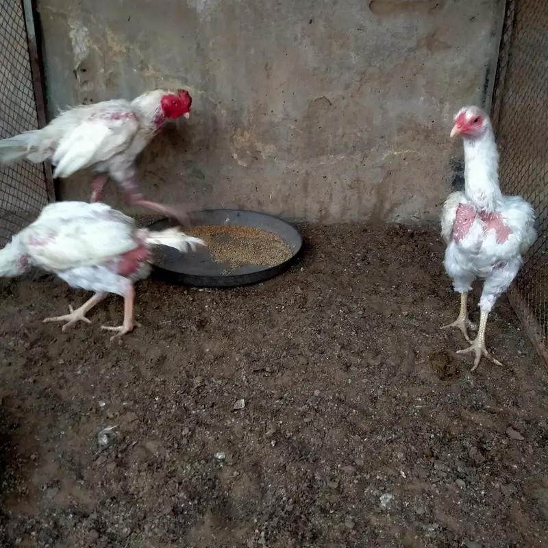 1 Male 2 female Heera — photo 2