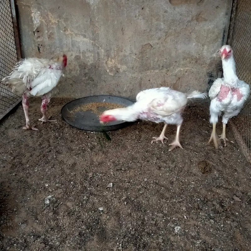 1 Male 2 female Heera — photo 3